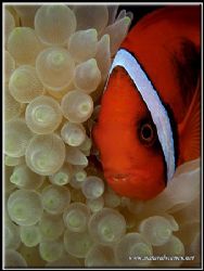 Bridled clown fish having a face rub whith his all white ... by Yves Antoniazzo 